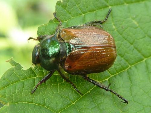 Réf. 120 899 : Phyllopertha horticola