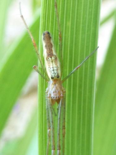 Tetragnatha sp.