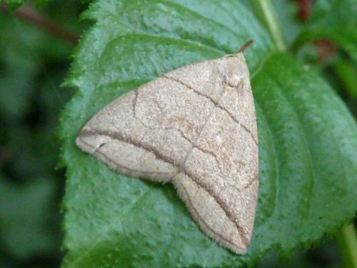 Réf. 120 895 : Herminia grisealis