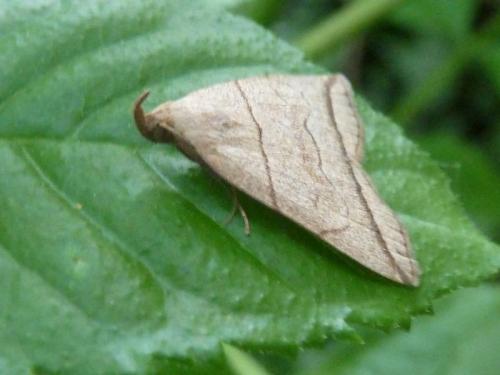 Réf. 120 896 : Herminia grisealis