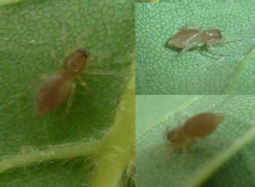 Clubiona sp.