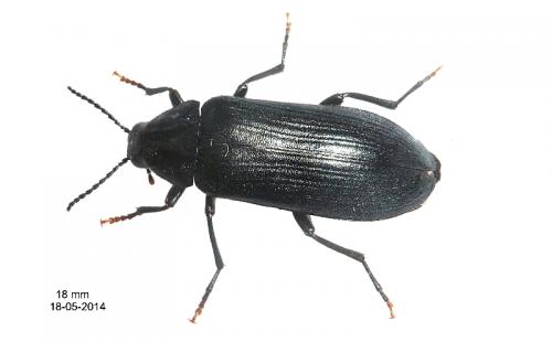 Réf. 120 103 : Melandrya caraboides