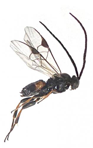 Réf. 120 318 : Microgastrinae inconnu