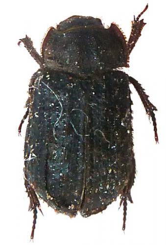 Trox scaber