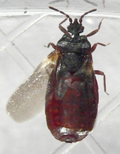Aneurus avenius