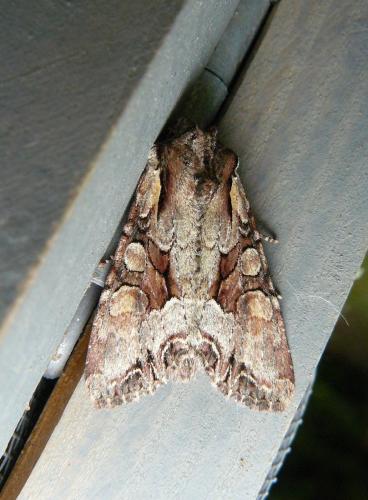 Lacanobia w-latinum