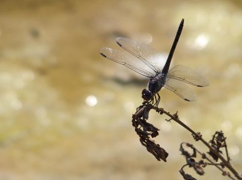 Potamarcha congener