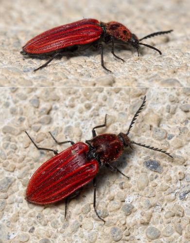 Anostirus sp.