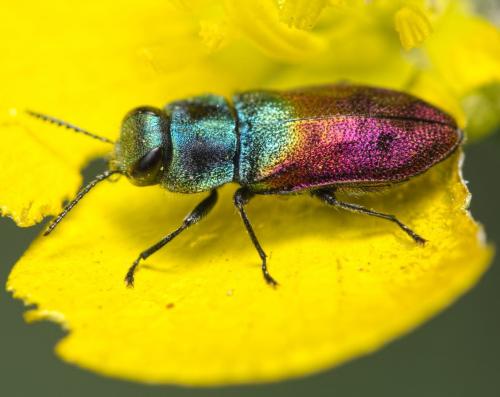Réf. 120 164 : Anthaxia salicis