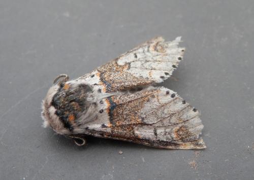 Furcula furcula