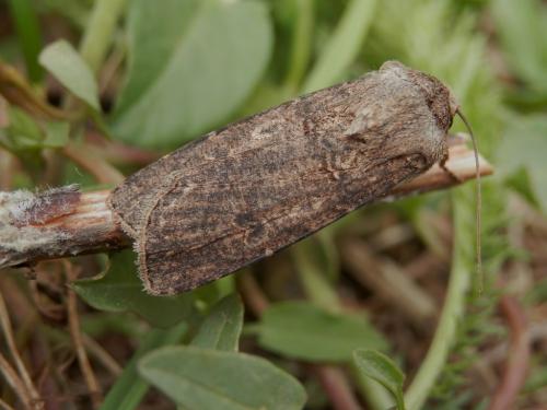 Réf. 120 283 : Agrotis segetum