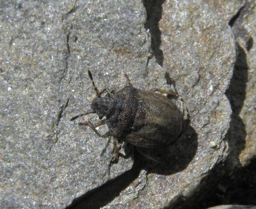 Réf. 120 515 : Podops inunctus