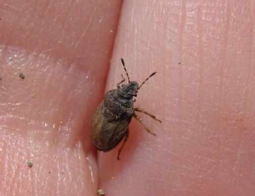 Réf. 120 516 : Podops inunctus