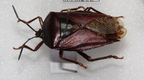 Eusthenes sp.