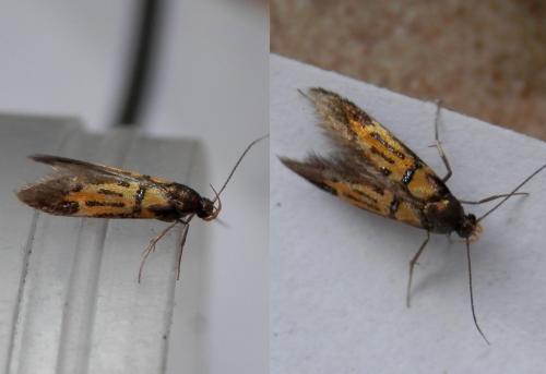 Schiffermuelleria schaefferella