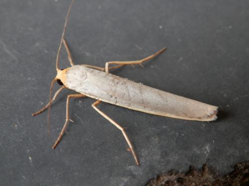 Réf. 120 492 : Eilema caniola