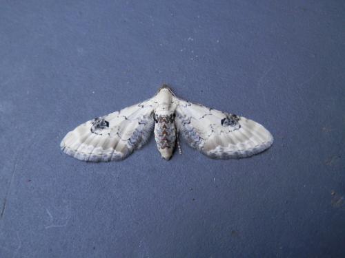 Eupithecia centaureata