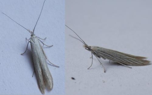 Réf. 120 512 : Coleophora sp.