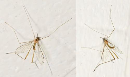 Liponeura sp.