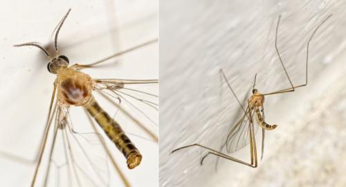 Liponeura sp.