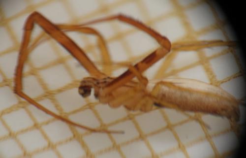 Réf. 120 802 : Uloborus walckenaerius