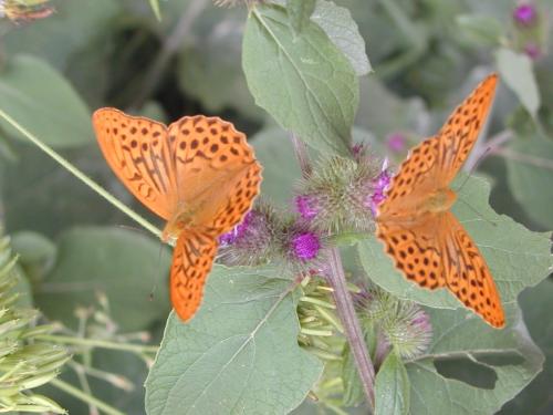 Argynnis paphia