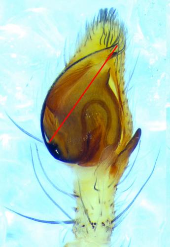 Réf. 120 599 : Philodromus albidus