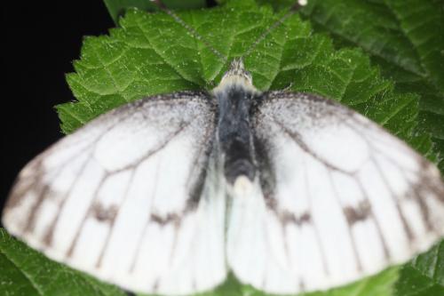 Pieris napi