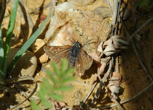 Spialia sertorius
