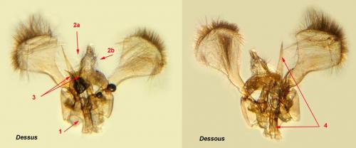 Parornix betulae