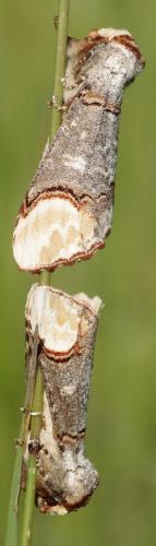 Phalera bucephala