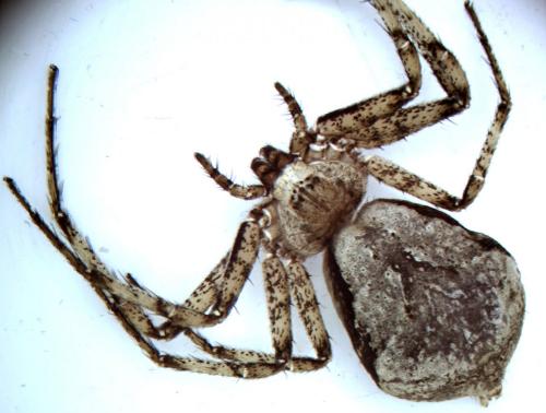 Philodromus margaritatus