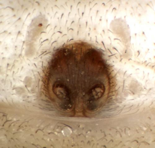 Philodromus margaritatus