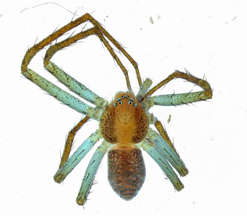 Philodromus albidus