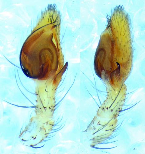 Philodromus albidus