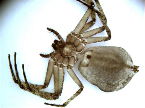 Philodromus margaritatus