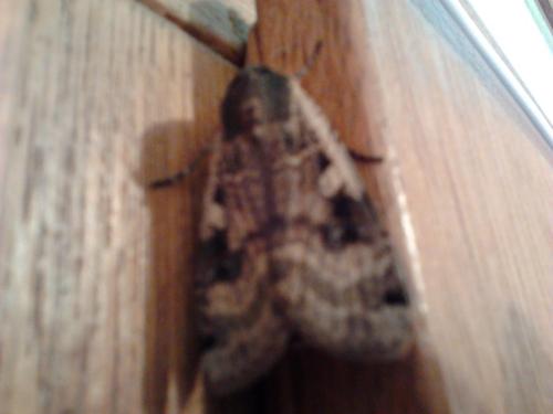 Noctua pronuba