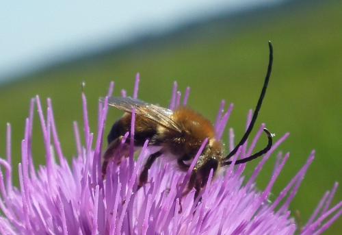 Eucera sp.