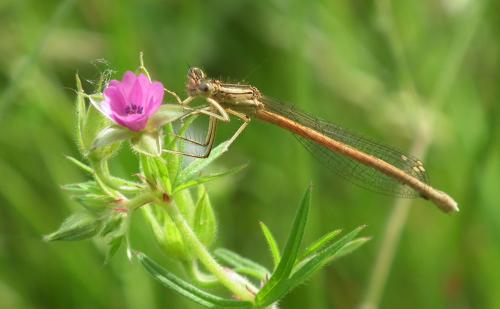 Réf. 120 631 : Platycnemis acutipennis