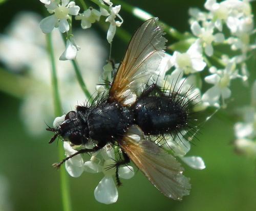 Zophomyia temula