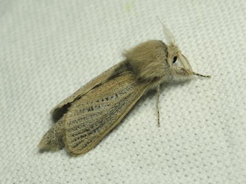 Phragmataecia castaneae