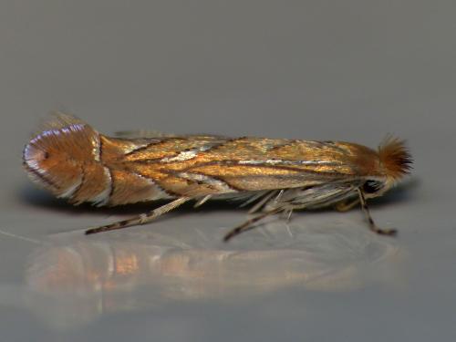 Réf. 120 241 : Phyllonorycter messaniella