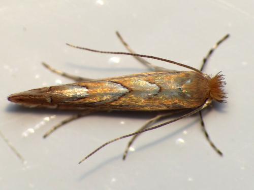 Phyllonorycter messaniella