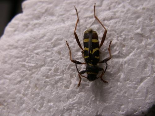 Réf. 120 128 : Clytus arietis