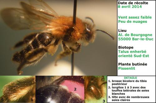 Andrena nitida