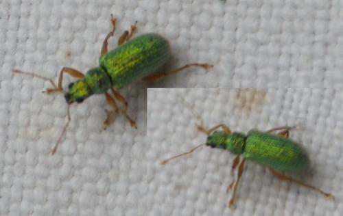 Polydrusus pterygomalis