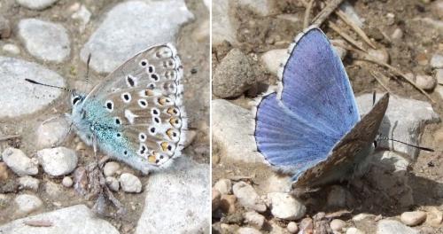 Polyommatus bellargus