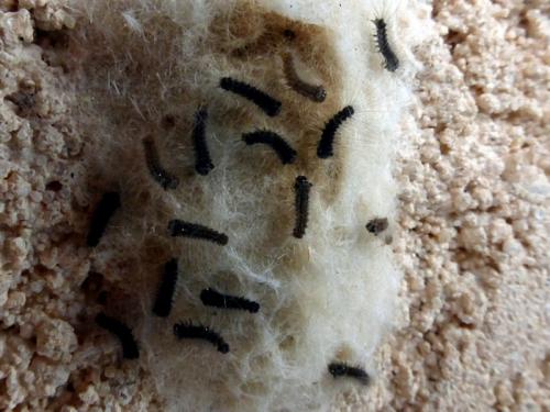 Lymantria dispar
