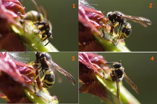 Ancistrocerus sp.