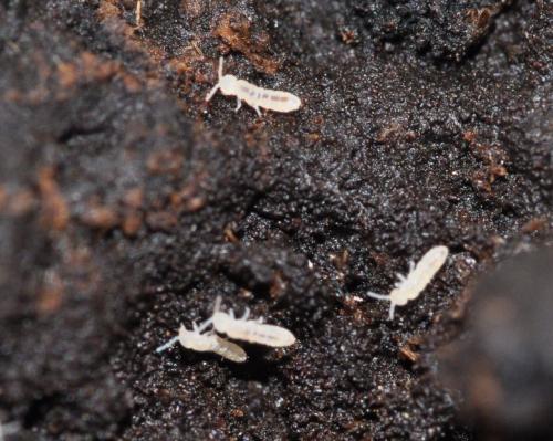 Folsomia candida